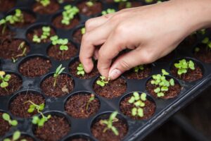 taller de huerta